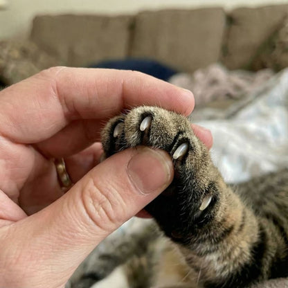 ClawProtect Pro™